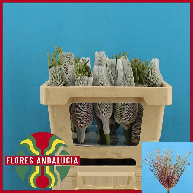 <h4>ALLIUM SCHUBERTII</h4>