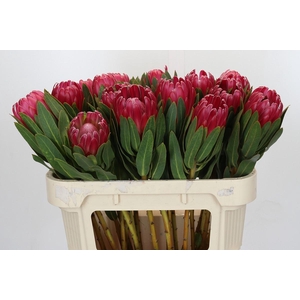 Protea Brenda