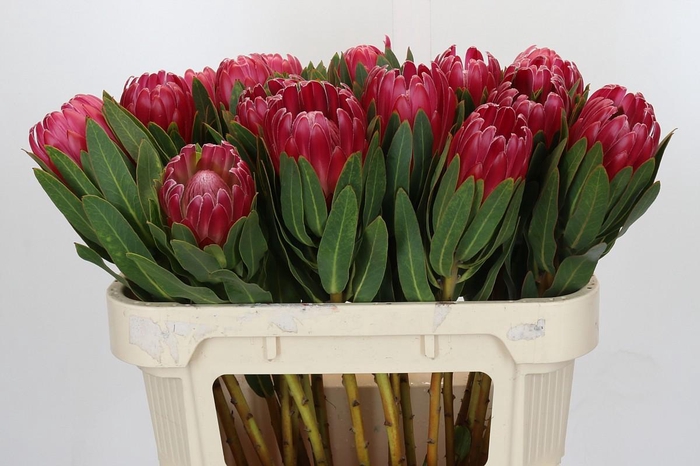 <h4>Protea Brenda</h4>