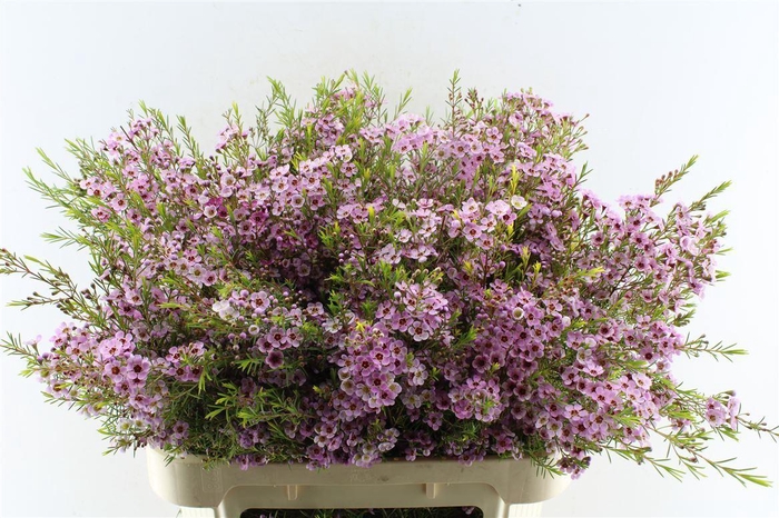 <h4>Chamelaucium Olivia</h4>