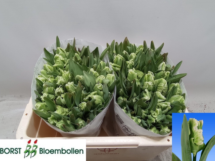 <h4>TU PA SUPER PARROT</h4>