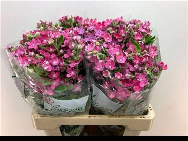 <h4>OXY CO PINK HARMONY</h4>