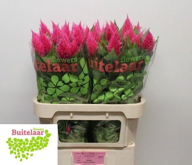 <h4>Celosia P Sunday Bright Pink</h4>
