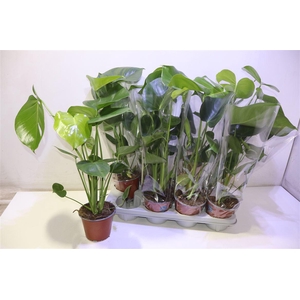 Monstera Deliciosa
