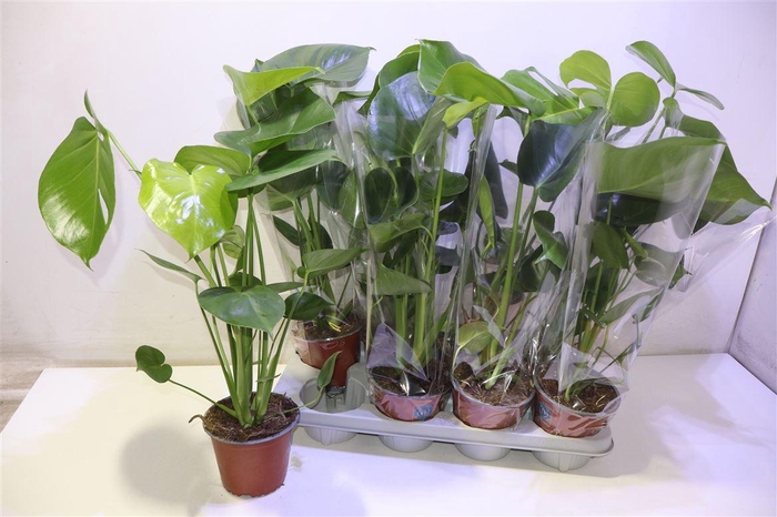 <h4>arr8 Monstera Deliciosa</h4>