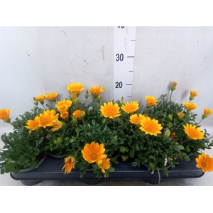 Gazania splen. 'Gelbe Jupiter'