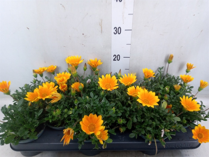 <h4>Gazania splen. 'Gelbe Jupiter'</h4>