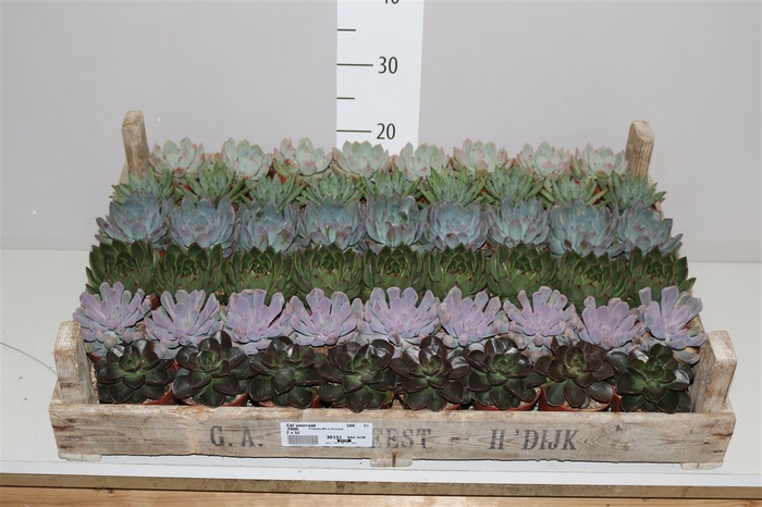<h4>Echeveria Mix In Gazenbak</h4>