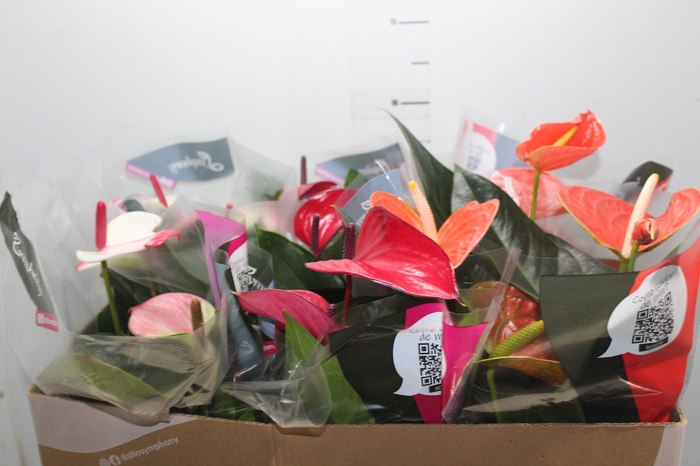 <h4>ANTHURIUM VARIADO P17</h4>