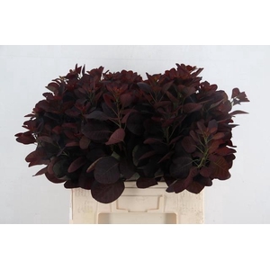 COTI C ROYAL PURPLE