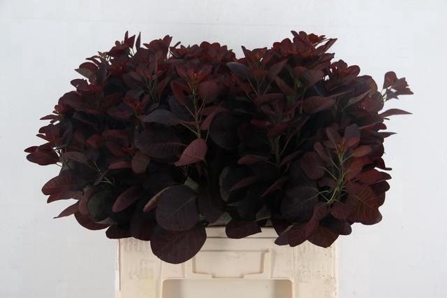 <h4>COTI C ROYAL PURPLE</h4>