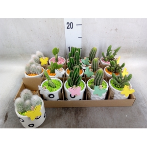Cactus   ...