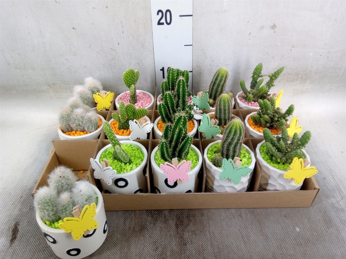 <h4>Cactus   ...</h4>