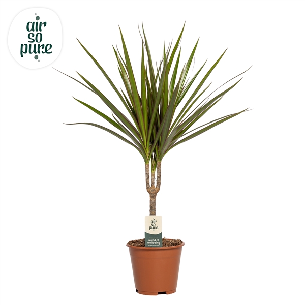 <h4>Dracaena Marginata p14 (Air so Pure)</h4>