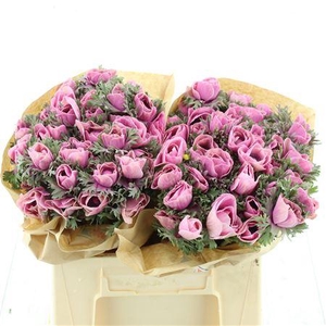 Anemone Powder Rose
