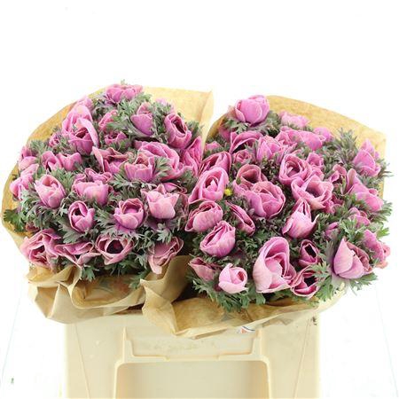 <h4>Anemone Powder Rose</h4>