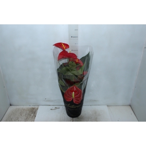 ANTHURIUM MICHIGAN P17 PREMIUM