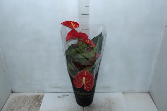 <h4>ANTHURIUM MICHIGAN P17 PREMIUM</h4>