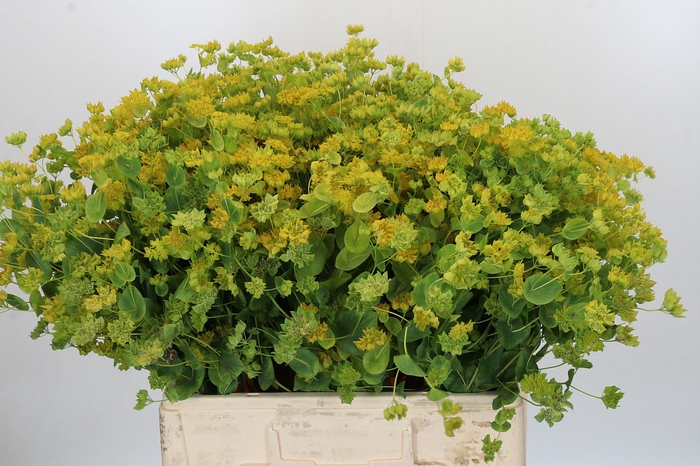 <h4>Bupleurum Griffithii</h4>