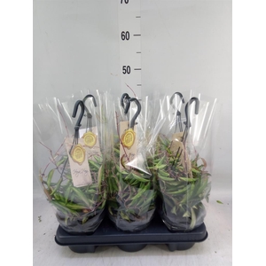 Hoya wayetii 'Tricolor'