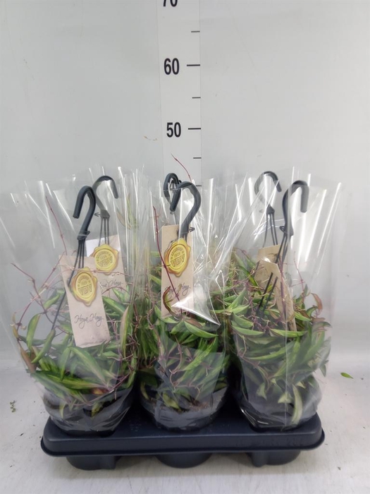 <h4>Hoya wayetii 'Tricolor'</h4>