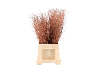 <h4>Betula per bos kleurbehandeld</h4>