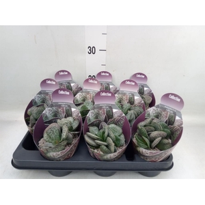 Cactus   ...