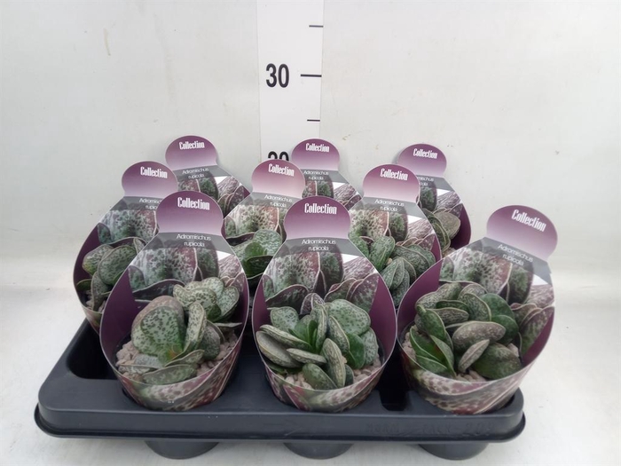 <h4>Cactus   ...</h4>