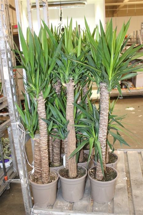<h4>Yucca 90-45 2+</h4>