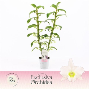 Dendrobium Nobilé, Apollon 2-spike 'Exclusiva Orchidea'