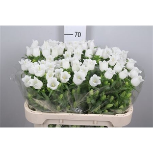 Camp M Champion White (x60)