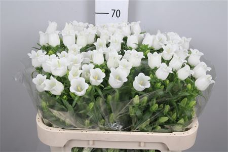 <h4>Camp M Champion White (x60)</h4>