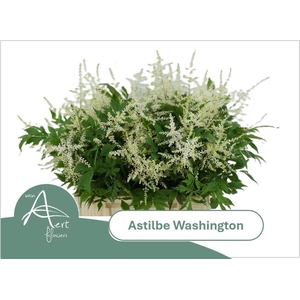 ASTIL JA WASHINGTON