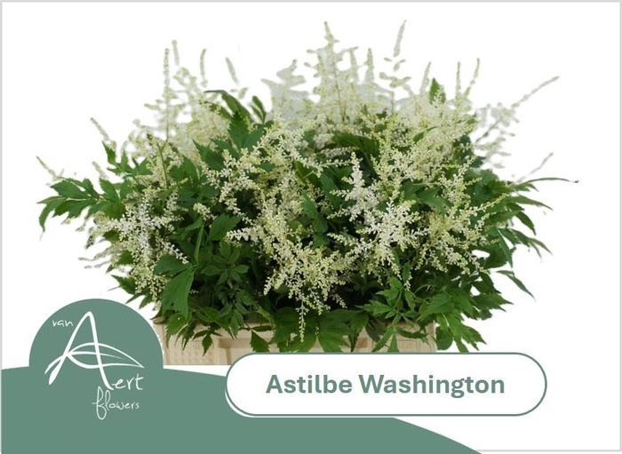 <h4>ASTIL JA WASHINGTON</h4>