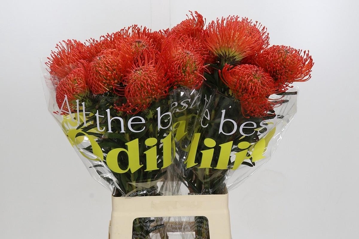 <h4>Nutans Succession</h4>