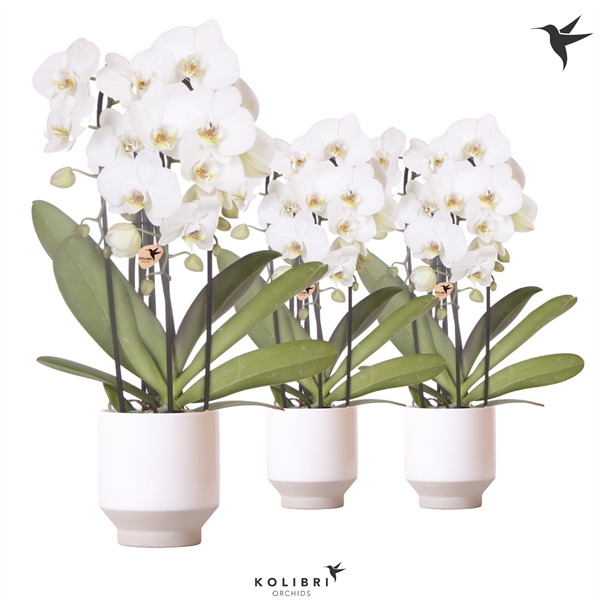 <h4>Kolibri Orchids Cascade Niagara fall 3 spike in Harmony white</h4>