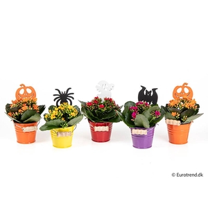 KALANCHOE BLOSSF P6 E 4812
