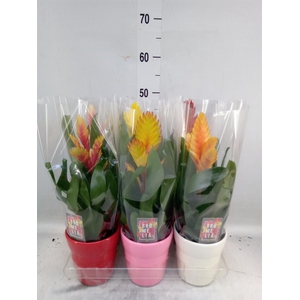 Vriesea   ...mix 6
