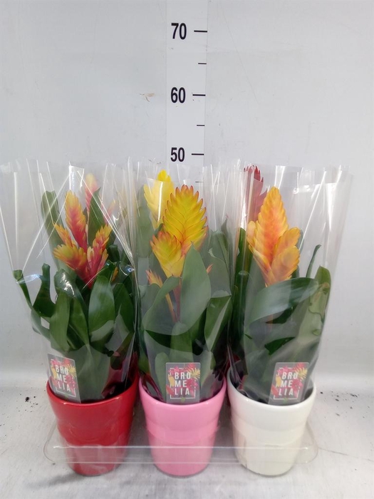 <h4>Vriesea   ...mix 6</h4>