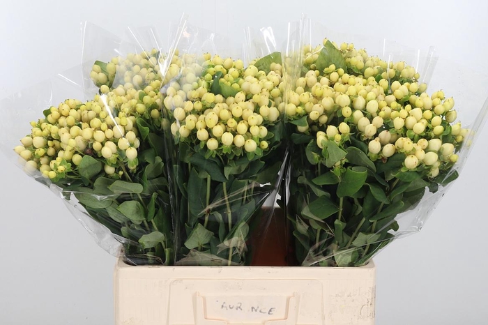 <h4>Hyp Mag Royal Cream</h4>