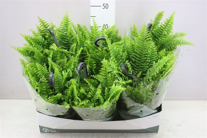 <h4>Nephrolepis Green Moment Hang</h4>