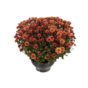 CRISANTEMO BOLA BELGA JASODA C18 BRONZE
