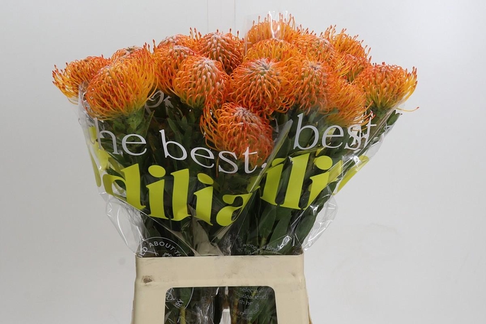 <h4>Nutans Ayoba Sun</h4>