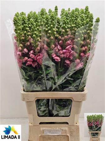 <h4>ANTIR POTO PINK</h4>