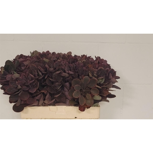 Cotinus Coggygria Royal Purple