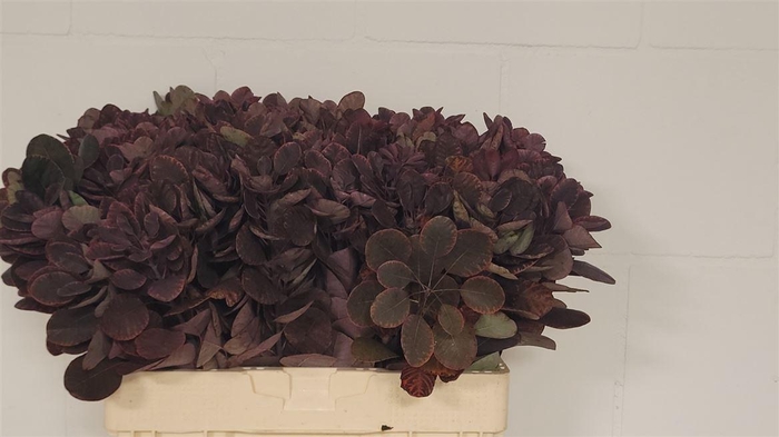 <h4>Cotinus Coggygria Royal Purple</h4>