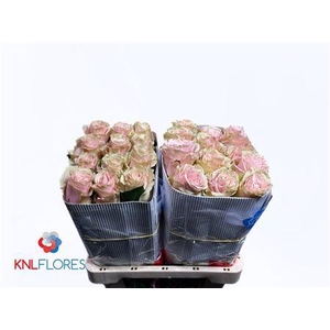 R Gr Pink Mondial Ec