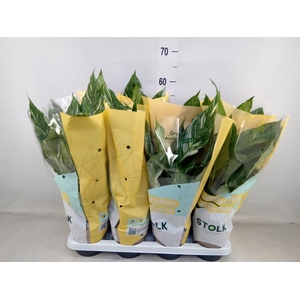 Spathiphyllum  'Diamond'