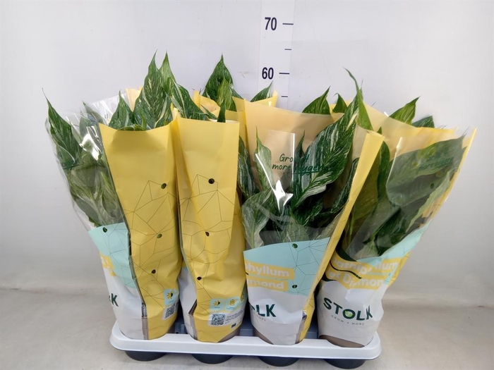 <h4>Spathiphyllum  'Diamond'</h4>