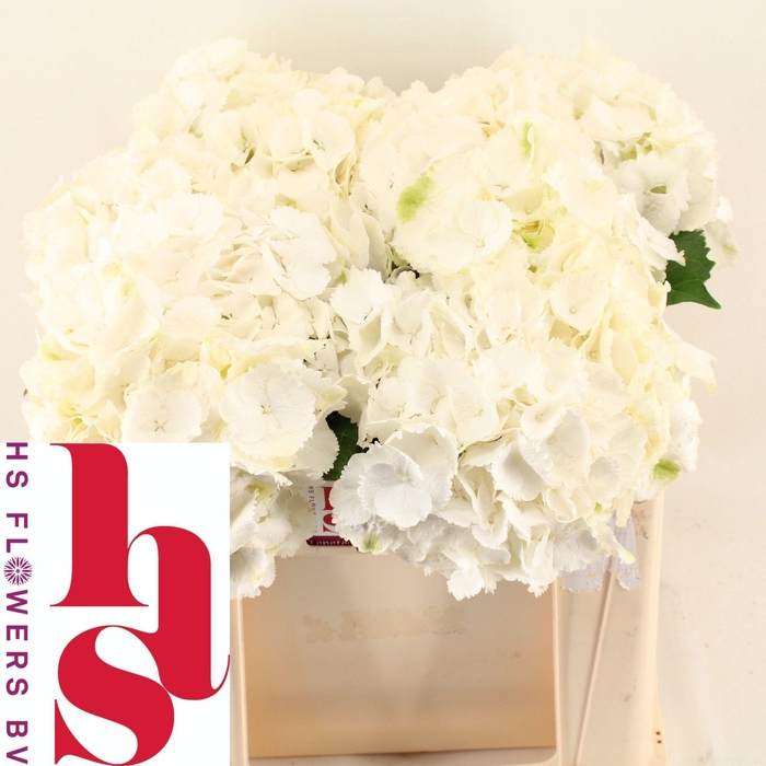 <h4>HYDR M SCHNEEBALL</h4>